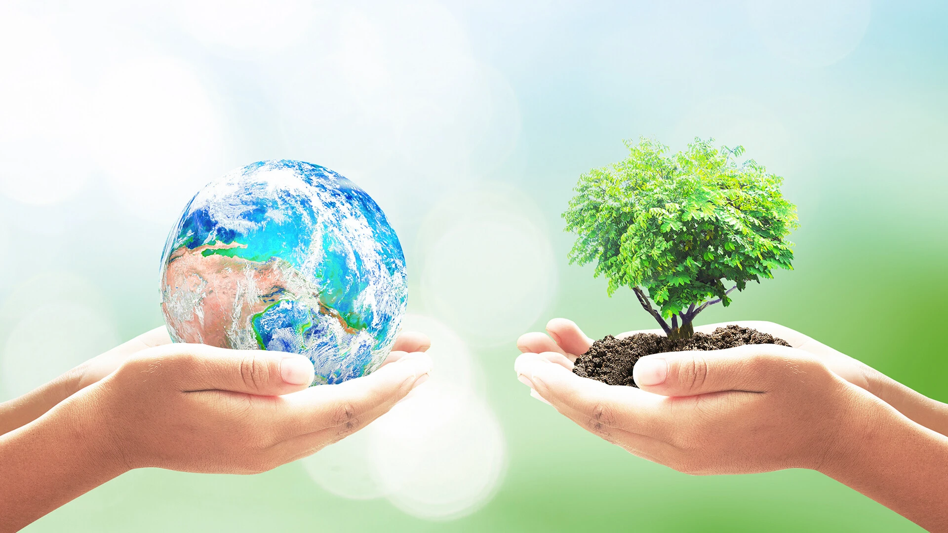 Dos manos sosteniendo un árbol y una bola del mundo